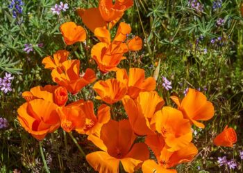Nature's Canvas: California's Super Bloom 2023