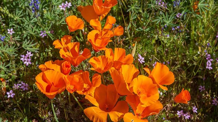 Nature's Canvas: California's Super Bloom 2023