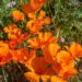 Nature's Canvas: California's Super Bloom 2023
