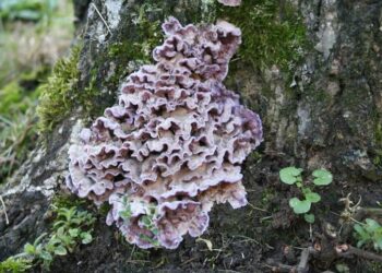 Kolkata Man Infected By Killer Plant Fungus