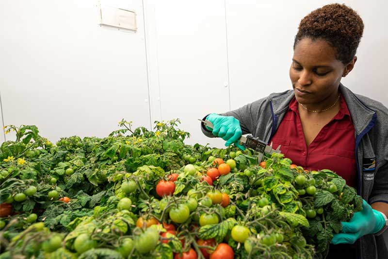 A ripe tomato in the Advanced Plant Habitat on the International Space Station.